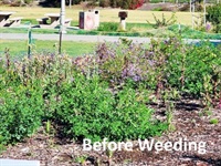 Before weeding