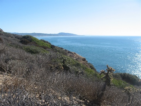 A picture of a bluff with dry grass overlooking the ocean on a clear day