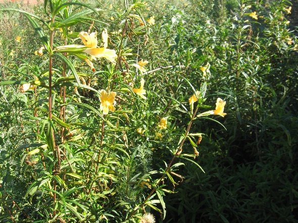 Native plants